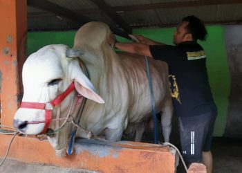 Sapi Kurban Presiden Jokowi dibeli dari Bantul Jogja
