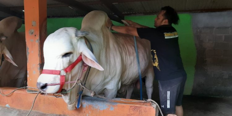 Sapi Kurban Presiden Jokowi dibeli dari Bantul Jogja