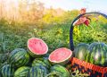 Kandungan dan Manfaat buah semangka