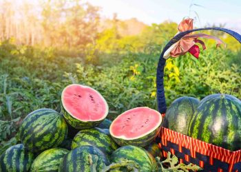 Kandungan dan Manfaat buah semangka