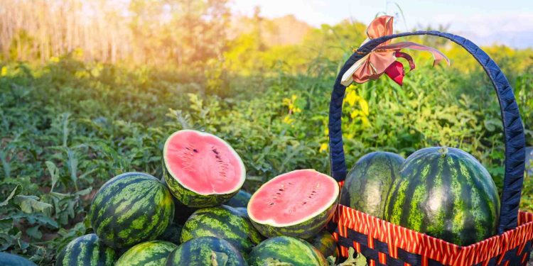 Kandungan dan Manfaat buah semangka