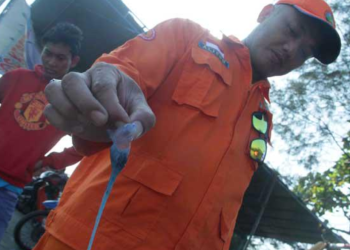 ilustrasi gambar ubur-ubur