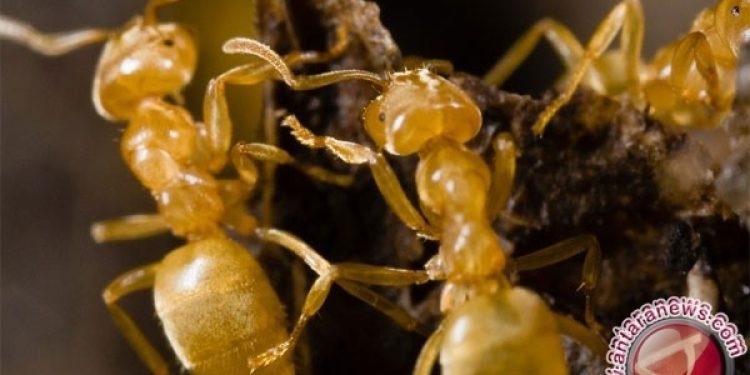 Semut: Ragam, Ciri, dan Keunikan Si Makhluk Kecil yang Istimewa