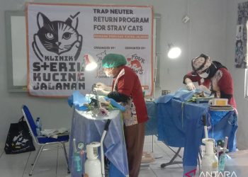 Patroli Kucing Penyelamat: Misi Menjaga Kesehatan Populasi Kucing Liar di Jakarta Barat