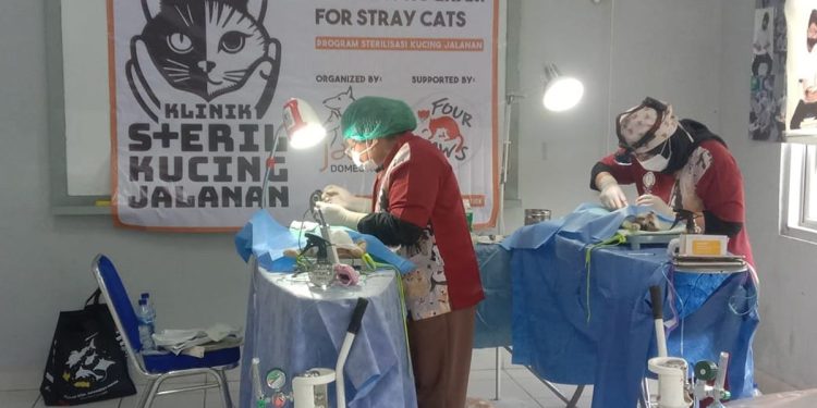 Patroli Kucing Penyelamat: Misi Menjaga Kesehatan Populasi Kucing Liar di Jakarta Barat