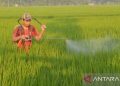 Hama Padi Mengancam Karawang: Tantangan dan Strategi Penyelamatan