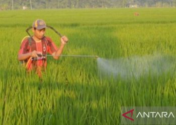 Hama Padi Mengancam Karawang: Tantangan dan Strategi Penyelamatan