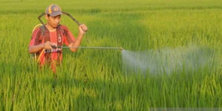 Hama Padi Mengancam Karawang: Tantangan dan Strategi Penyelamatan