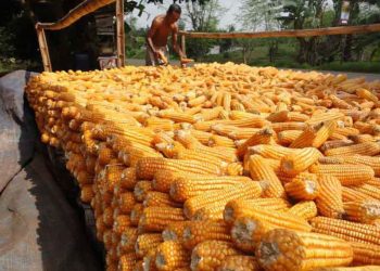 Minyak Jagung: 5 Kekuatannya dalam Meningkatkan Kesehatan dan Mempercantik Tampilan