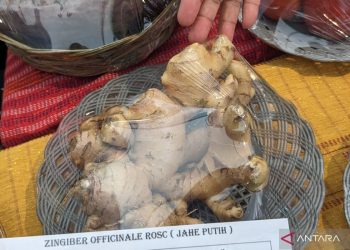 Manfaat Ajaib Jahe: Ramuan Alam untuk Kesehatan yang Optimal