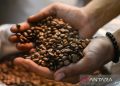 Kekayaan Biji Kopi Indonesia: Variasi yang Menakjubkan