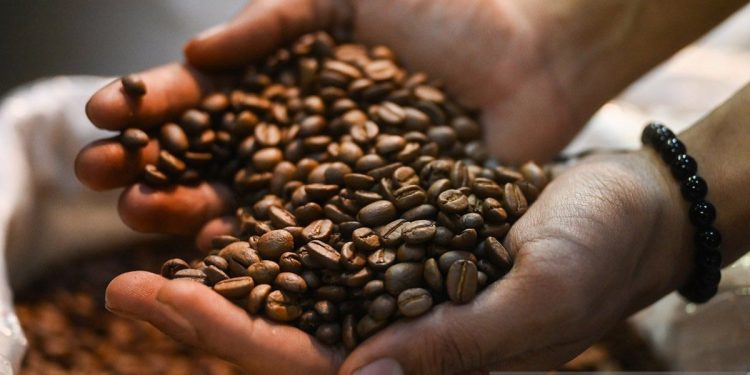 Kekayaan Biji Kopi Indonesia: Variasi yang Menakjubkan