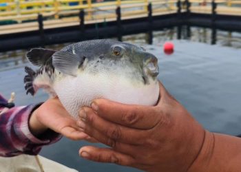 Telur Ikan Buntal: Menyingkap Misteri Racun dan Nutrisi