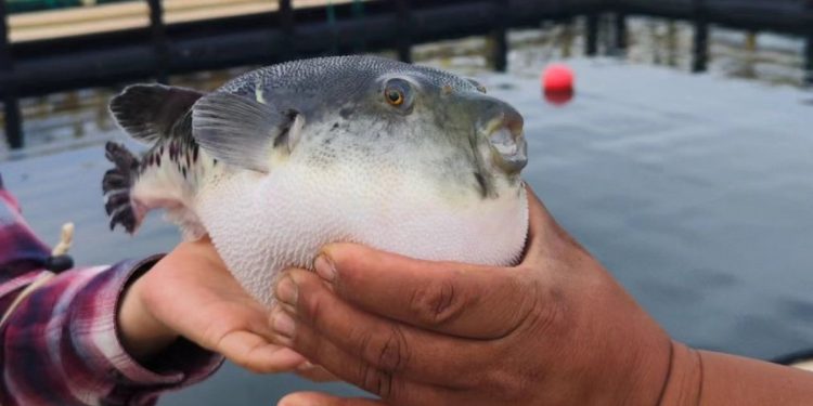 Telur Ikan Buntal: Menyingkap Misteri Racun dan Nutrisi