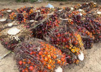 Persaingan Sawit Indonesia di Pasar Global: Peran Kunci Kebijakan Pemerintah