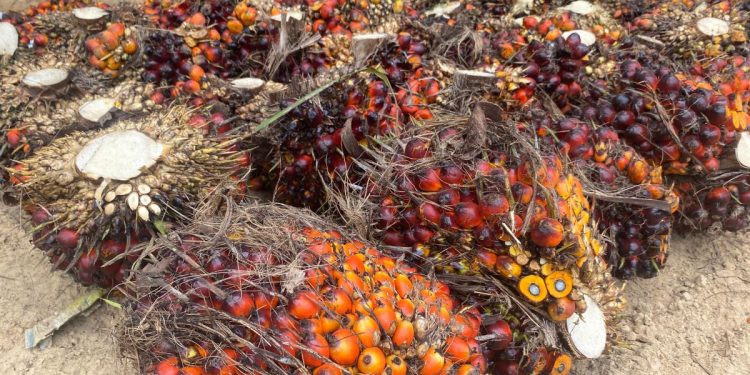 Persaingan Sawit Indonesia di Pasar Global: Peran Kunci Kebijakan Pemerintah