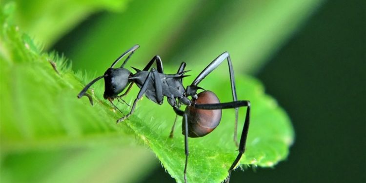 Rahasia Alam yang Terungkap: Pesona Menakjubkan Semut