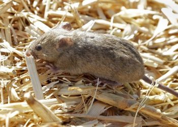 Tikus Takluk! Temukan Resep Alami yang Bikin Mereka Kabur dari Ruang Hidup Anda