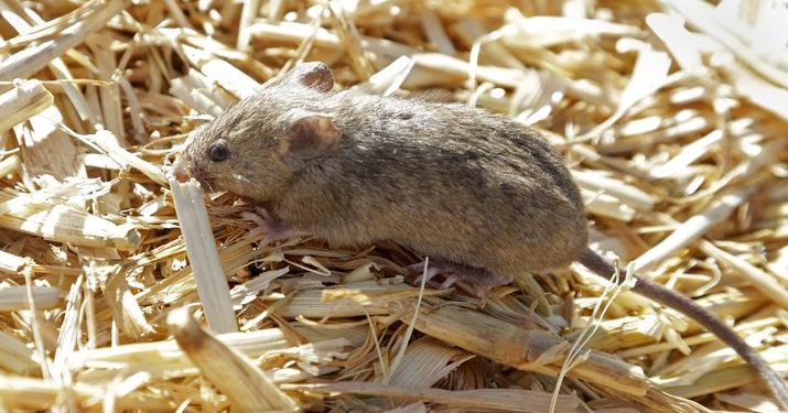 Teknologi Inovatif Berantas Hama Tikus yang Merajalela dalam Rumah