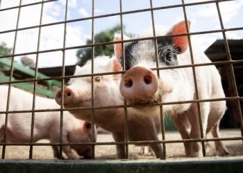 Inflasi Liar: China Diguncang "Pandemi Ekonomi"