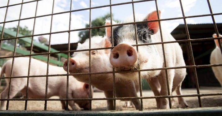 Inflasi Liar: China Diguncang "Pandemi Ekonomi"