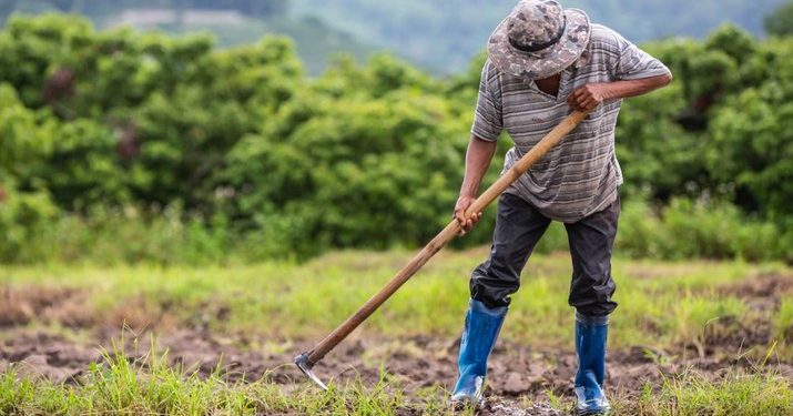 Harta Karun Menakjubkan: Petani Temukan Kekayaan Tersembunyi Saat Mengolah Sawah