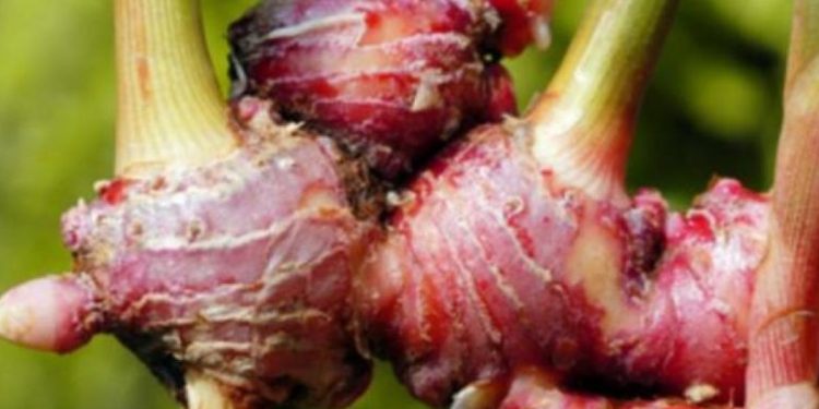 Jahe Merah: Rahasia Kesehatan dan Kekhasan yang Tak Terbantahkan