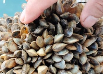 Kerang Coklat: Kunci untuk Meningkatkan Panen Lobster