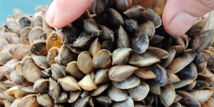 Kerang Coklat: Kunci untuk Meningkatkan Panen Lobster