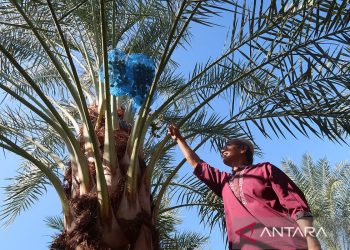 Harta Karun Kuliner Tersembunyi: Identitas Unik Butir Kurma Lombok Utara