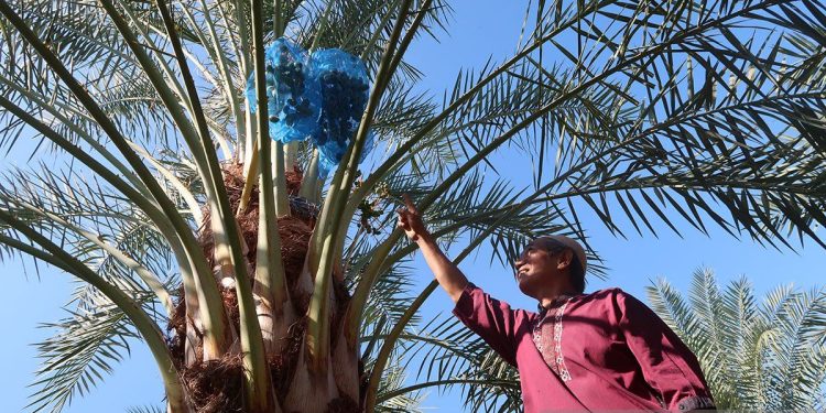 Harta Karun Kuliner Tersembunyi: Identitas Unik Butir Kurma Lombok Utara
