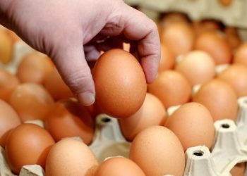 Salmonella Gentayangan: Telur Ayam Terseret Pusaran Misteri