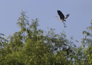 Keindahan Alam Cagar Alam Sanhuanpao yang Menakjubkan di Musim Panas