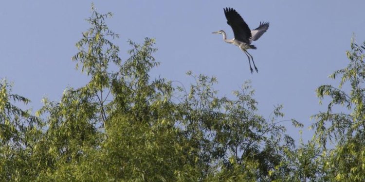 Keindahan Alam Cagar Alam Sanhuanpao yang Menakjubkan di Musim Panas