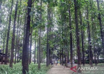 Oasis Tersembunyi: Jogging di Hutan Kota di Tengah Hiruk Pikuk Jakarta