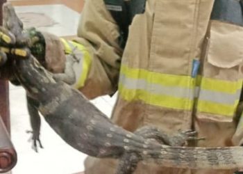 Kehalalan Daging Biawak: Perspektif Islami yang Mengusik