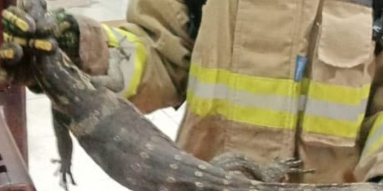 Kehalalan Daging Biawak: Perspektif Islami yang Mengusik