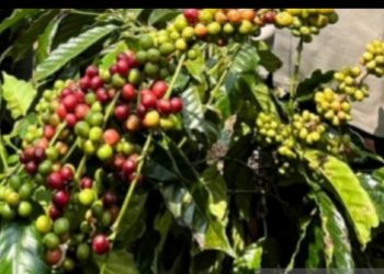 Kopi Lahat: Warisan Budaya yang Menjadi Kekayaan Intelektual Bangsa