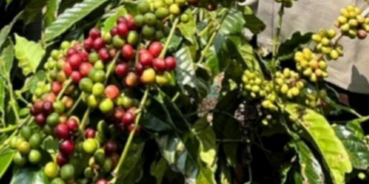 Kopi Lahat: Warisan Budaya yang Menjadi Kekayaan Intelektual Bangsa