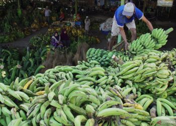 Kuliner Pisang Nusantara: Ragam Varietas dan Seni Memasaknya