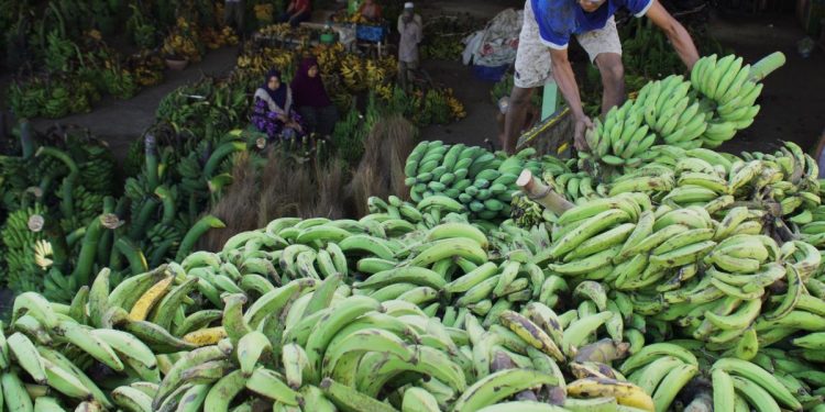 Kuliner Pisang Nusantara: Ragam Varietas dan Seni Memasaknya