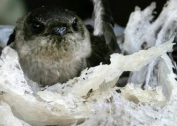 Harta Karun Turunan: Investasi Tanah di Bogor yang Mengubah Kehidupan