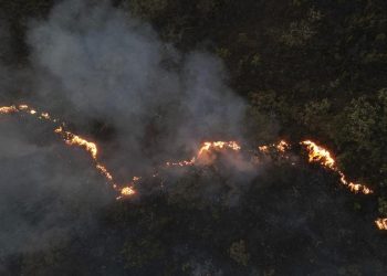 Neraka dari Paru-paru Bumi: Tragedi Kebakaran Hutan Hujan yang Memilukan