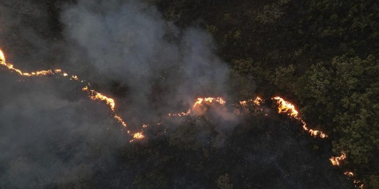 Neraka dari Paru-paru Bumi: Tragedi Kebakaran Hutan Hujan yang Memilukan