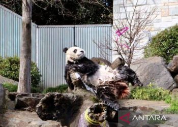 Panda Raksasa Adelaide Rayakan Satu Dekade Cinta dan Konservasi