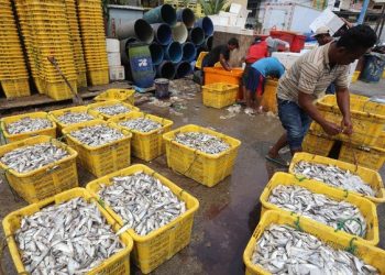 Impor Ikan yang Mengkhawatirkan: Dominasi Norwegia dan China di Pasar Indonesia