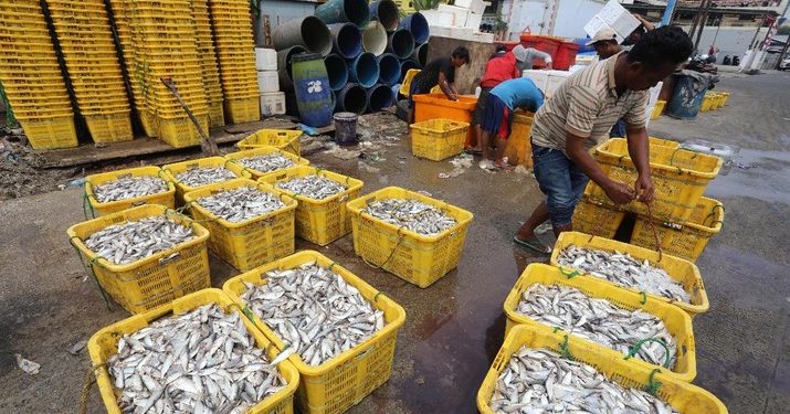 Impor Ikan yang Mengkhawatirkan: Dominasi Norwegia dan China di Pasar Indonesia