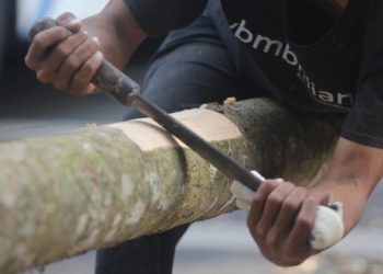 Pohon Membisikkan Kiamat: Peringatan Mengerikan dari Alam