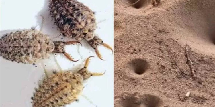 Gambar hewan Undur-undur