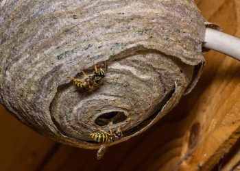 Ilustrasi Gambar Tawon